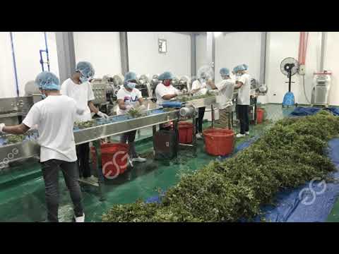 Herb Processing Machinery Herb Cleaning, Drying And Picking Line (Philippines customer feedback)