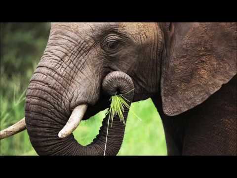 "Toon Age: Dawn of the Animals" Part 20 - End Credits