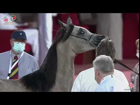 N 62 AJWAN AL ZOBAIR   Emirates Arabian Horse Breeders Championship 2021   Yearling Fillies Class 1E