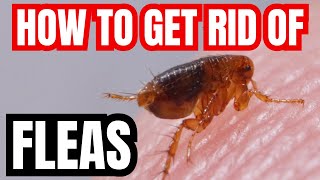 How To Get Rid Of FLEAS | Safe Natural And Guaranteed For Dogs And Cats