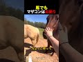 馬でもマザコンはお断り