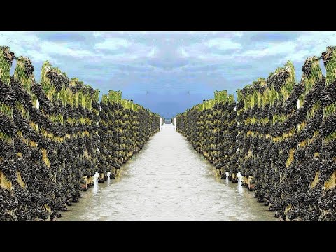 POPULAR GREEN MUSSEL CULTIVATION WITH MODERN TECHNOLOGY - MUSSEL FARMING