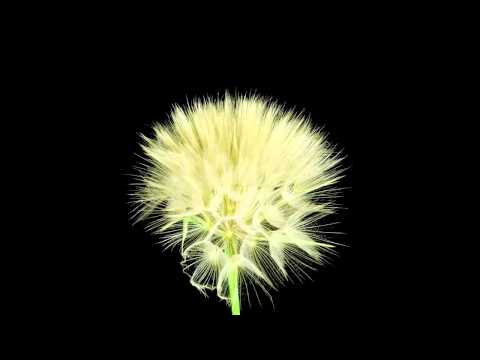 Desapego - Alex Boma con Sin Orbita + Letra