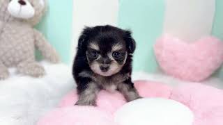 ハーフ犬の動画01