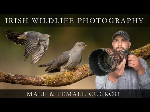 Irish Wildlife Photography - Cuckoo (*WOW*)