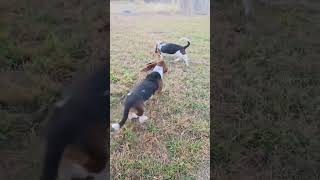 Video preview image #1 Basset Hound Puppy For Sale in Deepwater, NJ, USA