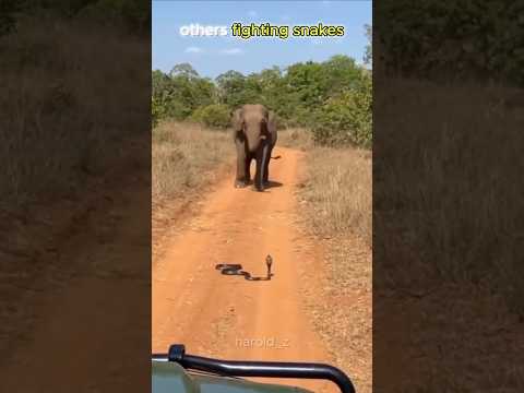 animals vs snakes VS these cats...💀☠️