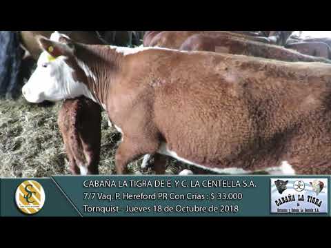 18-10-18 Venta de Vaq. P.H. P.R. Con Crías - Cab. La Tigra de E. y C. La Centella  S.A. - Tornquist