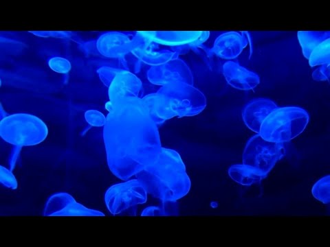 Blank & jones Counting Clouds