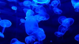 Blank &amp; jones Counting Clouds