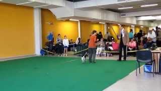 Český strakatý pes NV Ostrava 12 4 2014