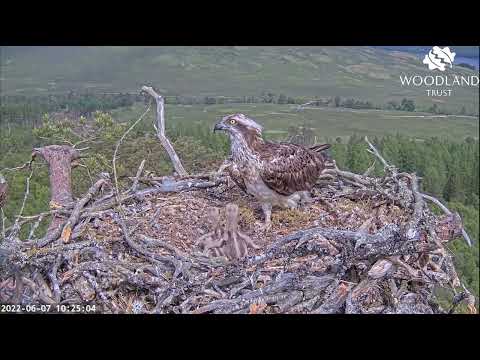 Loch Arkaig Osprey chicks battle to establish the pecking order, watched by mum 7 Jun 2022