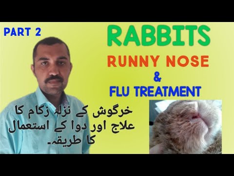 , title : 'RABBIT Nazla Zukam ka elag ||How to Treat  Flu & Runny Nose in Rabbits || MALIK RABBIT FARM ||Part 2'