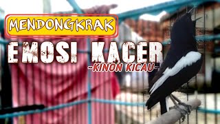 Download lagu SUARA BURUNG KACER GACOR NGOTOT KERAS, MENDONGKRAK EMOSI SANG KACER YANG LAMBAT PANAS mp3
