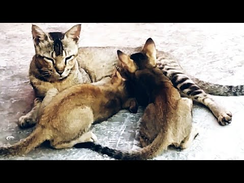 Mother Cat and Cute kittens