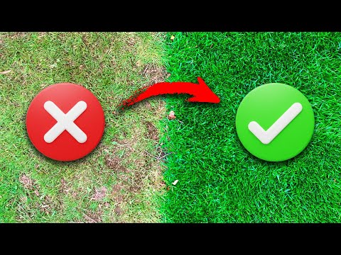 The perfect lawn: How to properly fertilize your lawn in spring - tips from a master gardener 🌱 👍🏼