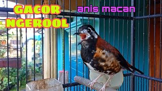 Download lagu Anis macan gacor ngeplong di pagi hari mp3