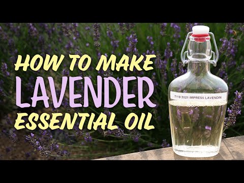 How to Make Essential Oils | Steam Distilling Lavender Essential Oil