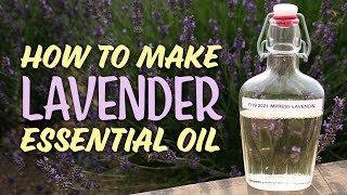 How to Make Essential Oils | Steam Distilling Lavender Essential Oil