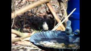 preview picture of video 'Windblown Tufted Titmouse At Bird Bath (FeederWatch)'