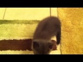 My Kitten Meowing Loud