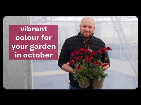 Plant Profile: Echinacea "Purpurea Delicious Candy"