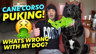 Cane Corso Puking - What Is Wrong With My Dog