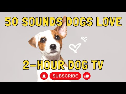 50 sounds dogs love | 2-hour dog TV | Dog entertainment