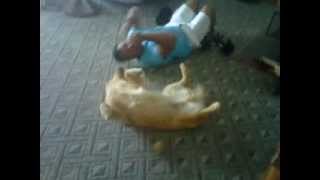 Dog does sit-ups with dad