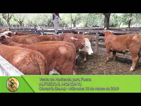 13-03-19 - Venta de Hacienda para Faena - Alfredo S. Mondino - Olavarría