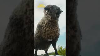 The BAAAAD TV Spot