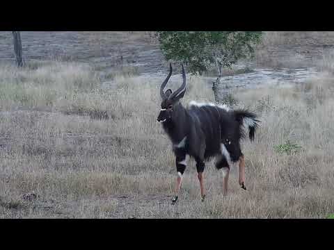 Djuma: Nyala bulls - 17:07 - 05/14/19