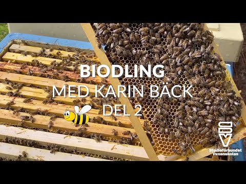 , title : 'Biodling med Karin Bäck - del 2'