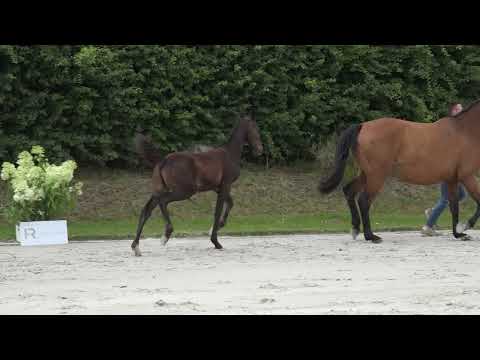 Cassiopée des Rosiers z