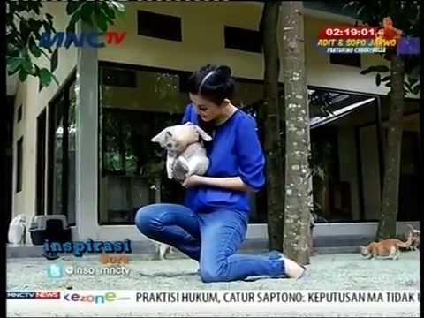 Sukses Beternak Kucing Ras , Kumpulan artikel Kucing , Perawatan kucing