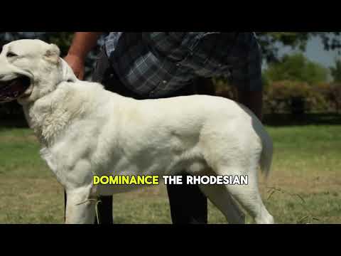 Top 3 Silent Killers of the Dog World | Ridgeback, Dogo Argentino & Kangal #DangerousDogs