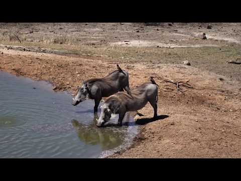 Djuma: Warthog family of three - 11/04/18