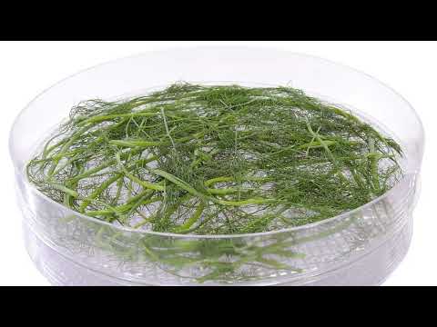 The Ultimate Guide to Dehydrating Dill