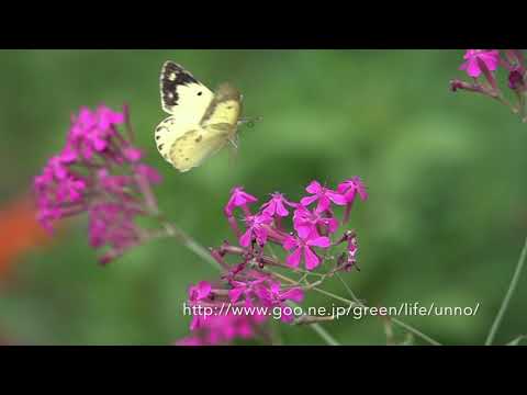 庭のモンキチョウ ムシトリナデシコに舞う