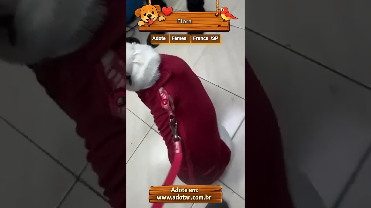 Cachorro raça SRD-ViraLata idade 2 anos nome Flora