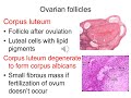 Histology of female reproductive system part 1
