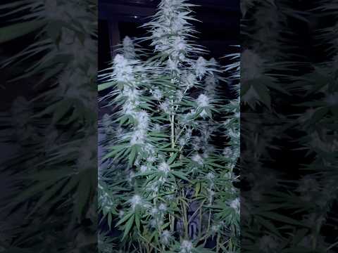 Orange X Mimosa Punch 🍑👊🏼Night  🌚 buds Documentary #cannabisdaily #night #outdoors