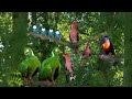In The Night Garden Birds Csupo