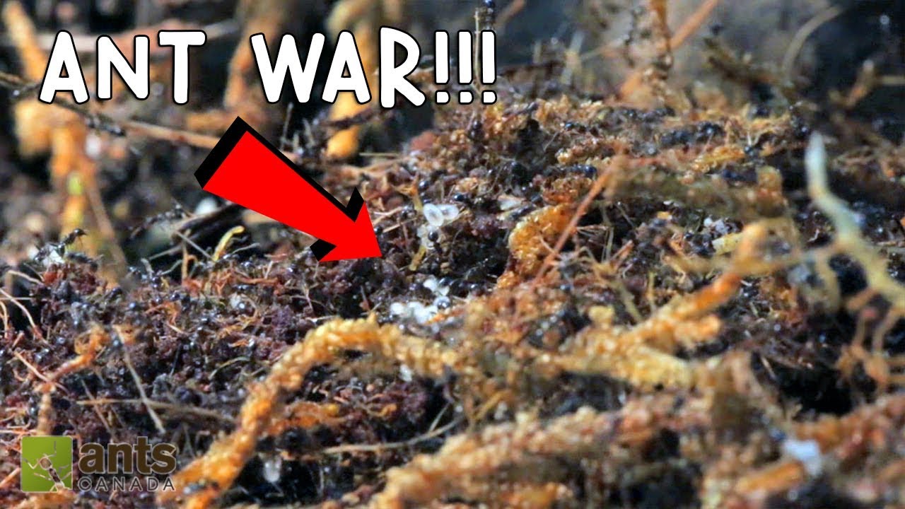 ANT WAR: BATTLE OF THE THREE ARMIES!