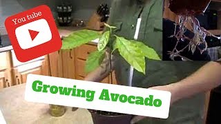 HOW TO GROW AVOCADO TREES FROM SEEDS ON THE FIRST TRY !