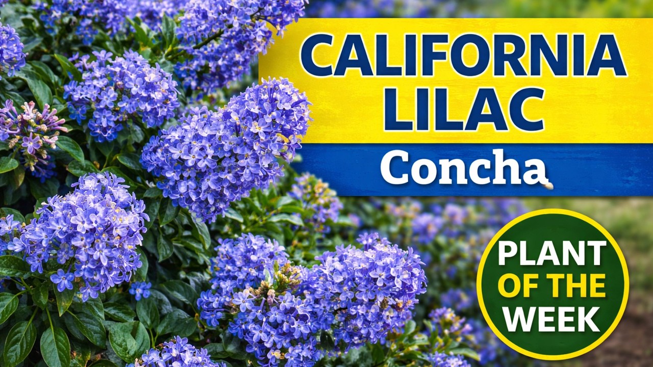 California Lilac (Ceanothus Concha) | Beautiful Low-Water Evergreen
