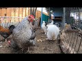 Backyard Chickens 10 Hours Relaxing Chicken Sounds Video Hens Clucking Roosters Crowing!