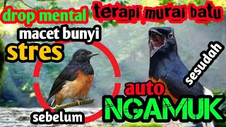 Download lagu Suara terapi murai batu macet bunyi !! super ampuh murai stres,drop mental langsung ngamuk mp3
