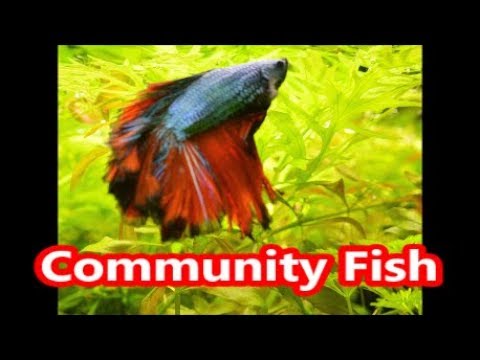 Tropical Community Fish