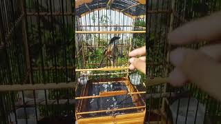 Download lagu cendet apa gereja mp3